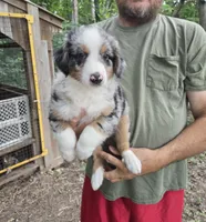 Blue Merle M, a male Australian Shepherd and Miniature American Shepherd for sale in Toledo, IL – 1 of 4