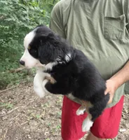 Black Tri M1, a male Australian Shepherd and Miniature American Shepherd for sale in Toledo, IL – 4 of 4