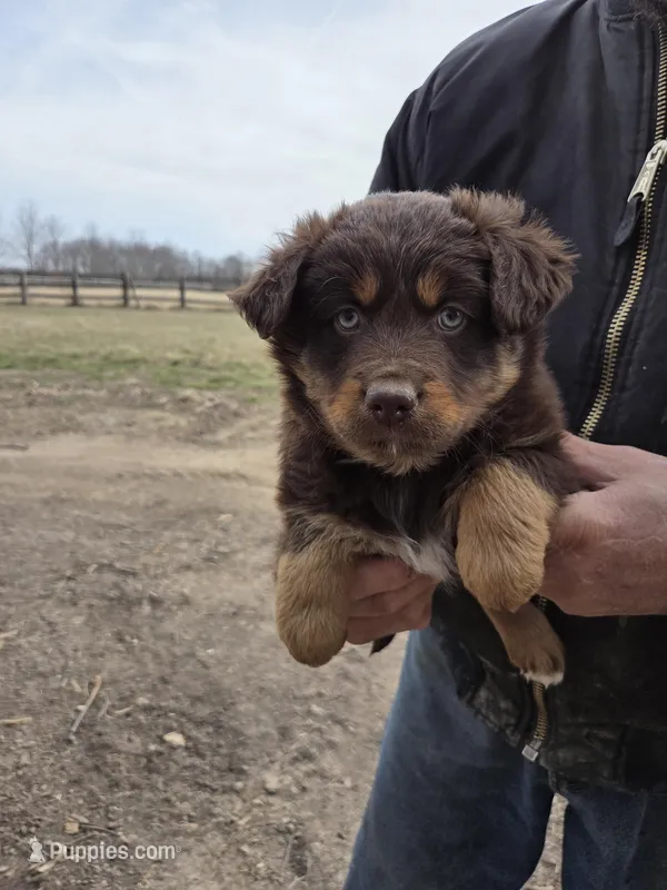 Red Tri F – Australian Shepherd puppy for sale in Toledo, IL