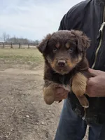 Red Tri F, a female Australian Shepherd for sale in Toledo, IL – Photo 1 of 3