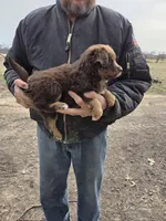 Red Tri F, a female Australian Shepherd for sale in Toledo, IL – Photo 3 of 3