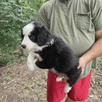 Black Tri M1, a male Australian Shepherd and Miniature American Shepherd for sale in Toledo, IL – 3 of 4