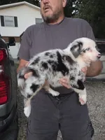 Blue Merle F2, a female Australian Shepherd for sale in Toledo, IL – 2 of 3