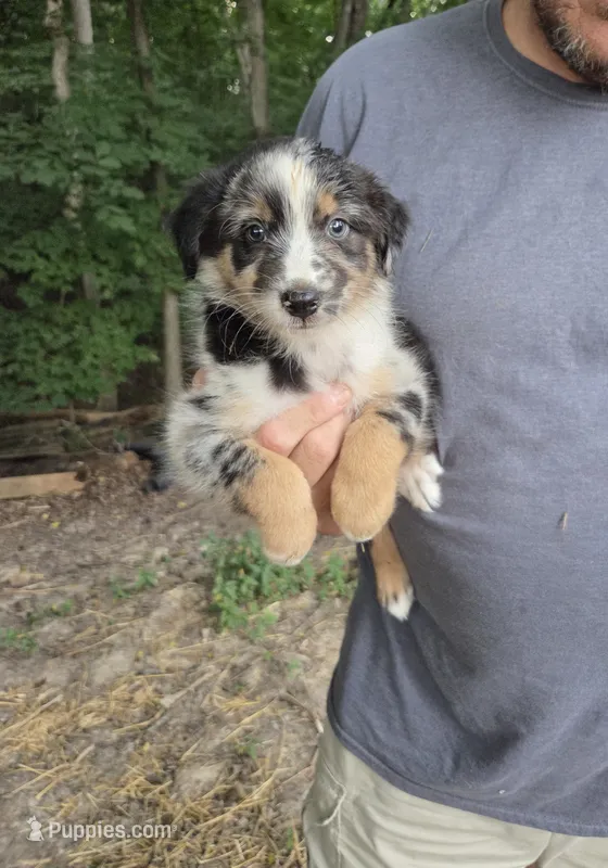 Blue Merle M5, a male Australian Shepherd for sale in Toledo, IL – Photo 1 of 3