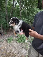 Blue Merle M5, a male Australian Shepherd for sale in Toledo, IL – Photo 3 of 3