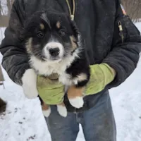 Black Tri F2, a female Australian Shepherd and Miniature Australian Shepherd for sale in Toledo, IL – Photo 1 of 4