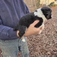 Black Tri F2, a female Australian Shepherd and Miniature Australian Shepherd for sale in Toledo, IL – Photo 4 of 4