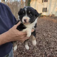 Black Tri F2, a female Australian Shepherd and Miniature Australian Shepherd for sale in Toledo, IL – Photo 2 of 4