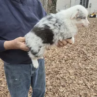 Blue Merle M1, a male Australian Shepherd and Miniature Australian Shepherd for sale in Toledo, IL – Photo 3 of 3