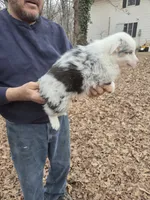Blue Merle M1, a male Australian Shepherd and Miniature Australian Shepherd for sale in Toledo, IL – Photo 3 of 3