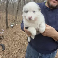 Blue Merle M1, a male Australian Shepherd and Miniature Australian Shepherd for sale in Toledo, IL – Photo 1 of 3
