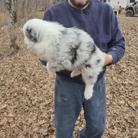 Blue Merle M1, a male Australian Shepherd and Miniature Australian Shepherd for sale in Toledo, IL – Photo 2 of 3