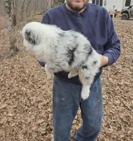 Blue Merle M1, a male Australian Shepherd and Miniature Australian Shepherd for sale in Toledo, IL – Photo 2 of 3