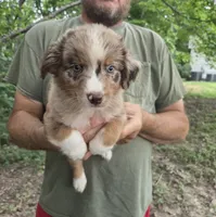 Red Merle M2, a male Australian Shepherd and Miniature Australian Shepherd for sale in Toledo, IL – 1 of 3
