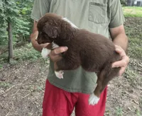Red Tri M3, a male Australian Shepherd and Miniature Australian Shepherd for sale in Toledo, IL – 2 of 3
