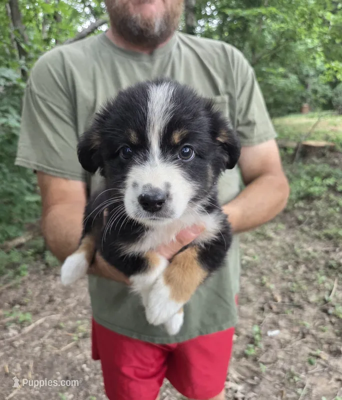 Black Tri F1 – Australian Shepherd, Miniature Australian Shepherd puppy for sale in Toledo, IL