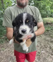 Black Tri F1, a female Australian Shepherd and Miniature Australian Shepherd for sale in Toledo, IL – 1 of 3