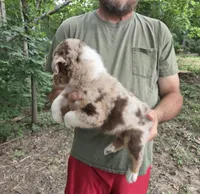 Red Merle M1, a male Australian Shepherd and Miniature Australian Shepherd for sale in Toledo, IL – 2 of 3