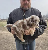 Red Merle M, a male Australian Shepherd for sale in Toledo, IL – Photo 2 of 3