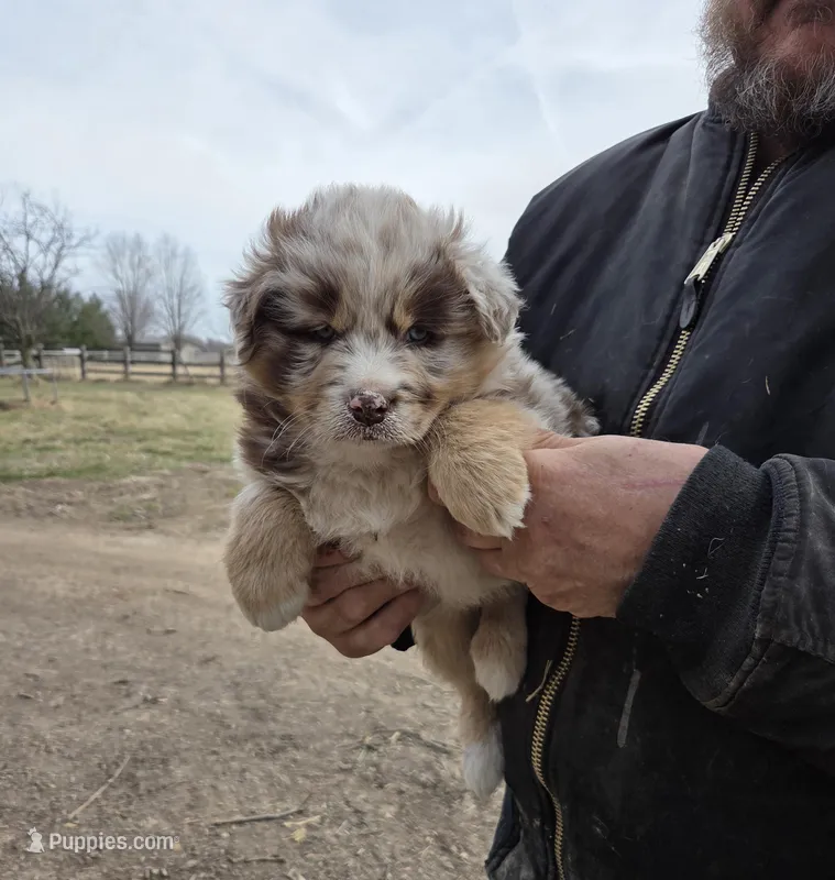 Red Merle M – Australian Shepherd puppy for sale in Toledo, IL
