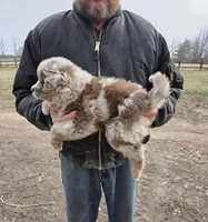 Red Merle M, a male Australian Shepherd for sale in Toledo, IL – Photo 3 of 3