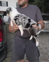 Blue Merle F2, a female Australian Shepherd for sale in Toledo, IL – 3 of 3