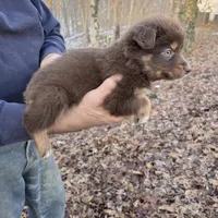 Red Tri Male, a male Australian Shepherd for sale in Toledo, IL – Photo 2 of 3