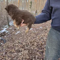 Red Tri Male, a male Australian Shepherd for sale in Toledo, IL – Photo 3 of 3
