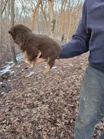 Red Tri Male, a male Australian Shepherd for sale in Toledo, IL – Photo 3 of 3