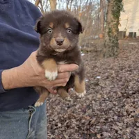 Red Tri Male, a male Australian Shepherd for sale in Toledo, IL – Photo 1 of 3