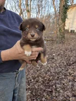 Red Tri Male, a male Australian Shepherd for sale in Toledo, IL – Photo 1 of 3