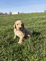 Goldendoodle, a male Goldendoodle for sale in Fair Grove, MO – Photo 4 of 10