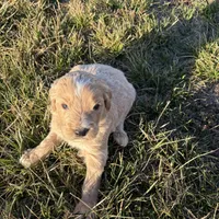 Goldendoodle, a male Goldendoodle for sale in Fair Grove, MO – Photo 6 of 6