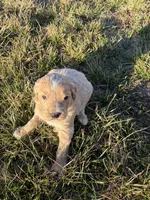 Goldendoodle Puppy 1, a male Goldendoodle for sale in Fair Grove, MO – Photo 6 of 6
