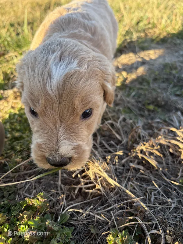 Goldendoodle Puppy 1, a male Goldendoodle for sale in Fair Grove, MO – Photo 1 of 6