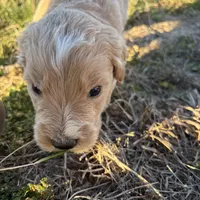 Goldendoodle, a male Goldendoodle for sale in Fair Grove, MO – Photo 1 of 6