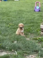 Goldendoodle, a male Goldendoodle for sale in Fair Grove, MO – Photo 10 of 10