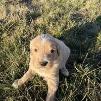 Goldendoodle, a male Goldendoodle for sale in Fair Grove, MO – Photo 5 of 6