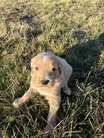 Goldendoodle Puppy 1, a male Goldendoodle for sale in Fair Grove, MO – Photo 5 of 6