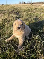 Goldendoodle Puppy 1, a male Goldendoodle for sale in Fair Grove, MO – Photo 3 of 6