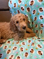 Goldendoodle, a male Goldendoodle for sale in Fair Grove, MO – Photo 2 of 10