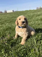 Goldendoodle, a male Goldendoodle for sale in Fair Grove, MO – Photo 3 of 10