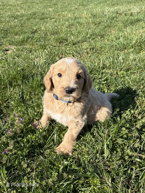 Goldendoodle – Goldendoodle puppy for sale in Fair Grove, MO