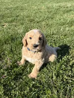 Goldendoodle, a male Goldendoodle for sale in Fair Grove, MO – Photo 1 of 10