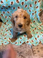 Goldendoodle, a male Goldendoodle for sale in Fair Grove, MO – Photo 9 of 10