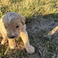 Goldendoodle, a male Goldendoodle for sale in Fair Grove, MO – Photo 2 of 6