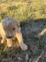 Goldendoodle Puppy 1, a male Goldendoodle for sale in Fair Grove, MO – Photo 2 of 6