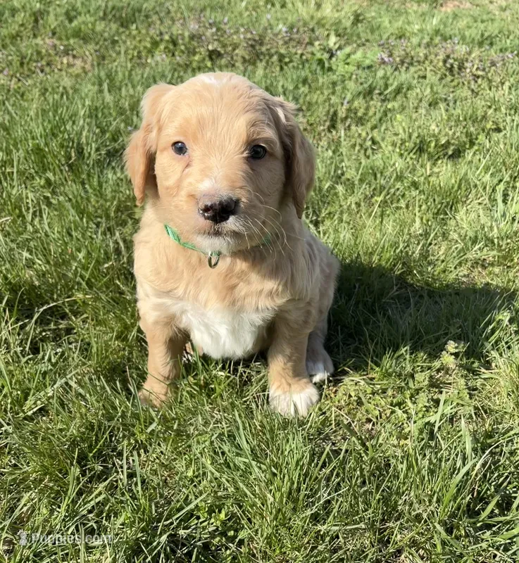 Goldendoodle – Goldendoodle puppy for sale in Fair Grove, MO