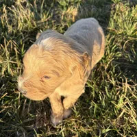 Goldendoodle, a female Goldendoodle for sale in Fair Grove, MO – Photo 3 of 9