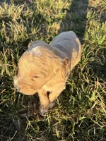 Goldendoodle Puppy 8, a female Goldendoodle for sale in Fair Grove, MO – Photo 3 of 9